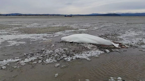 Массовые выбросы белух на Дальнем Востоке прокомментировал эксперт