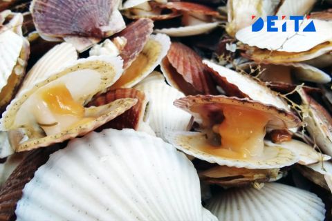 Опасным морским деликатесом чуть не отравил китайцев производитель из Приморья