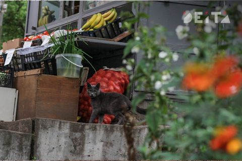 Бастрыкин потребовал разобраться с очередной нелегальной торговой точкой мигрантов в Приморье