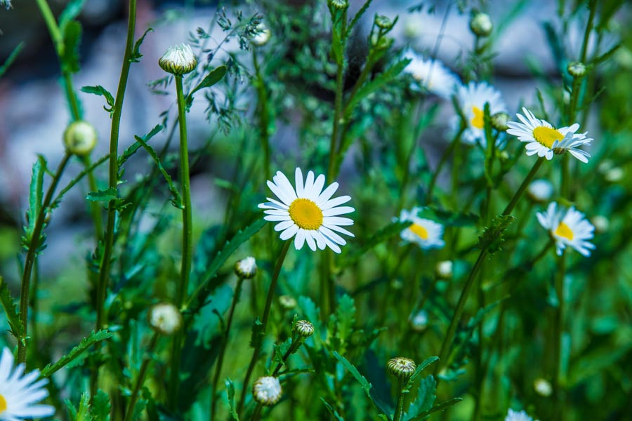 В Приморье начали наказывать за неиспользование земли