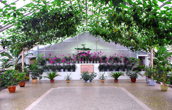 Центральный ботанический сад в КНДР приглашает туристов