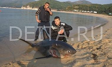 Огромные акулы добрались до акватории Хабаровского края