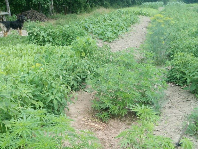 Полицейские уничтожили маковое поле