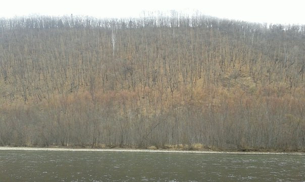 Таможенники оставили Китай без российского леса