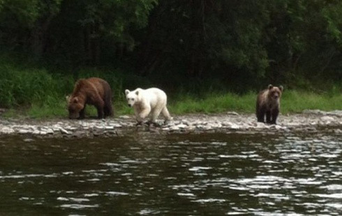 Жителей Камчатки удивил «белый »медведь