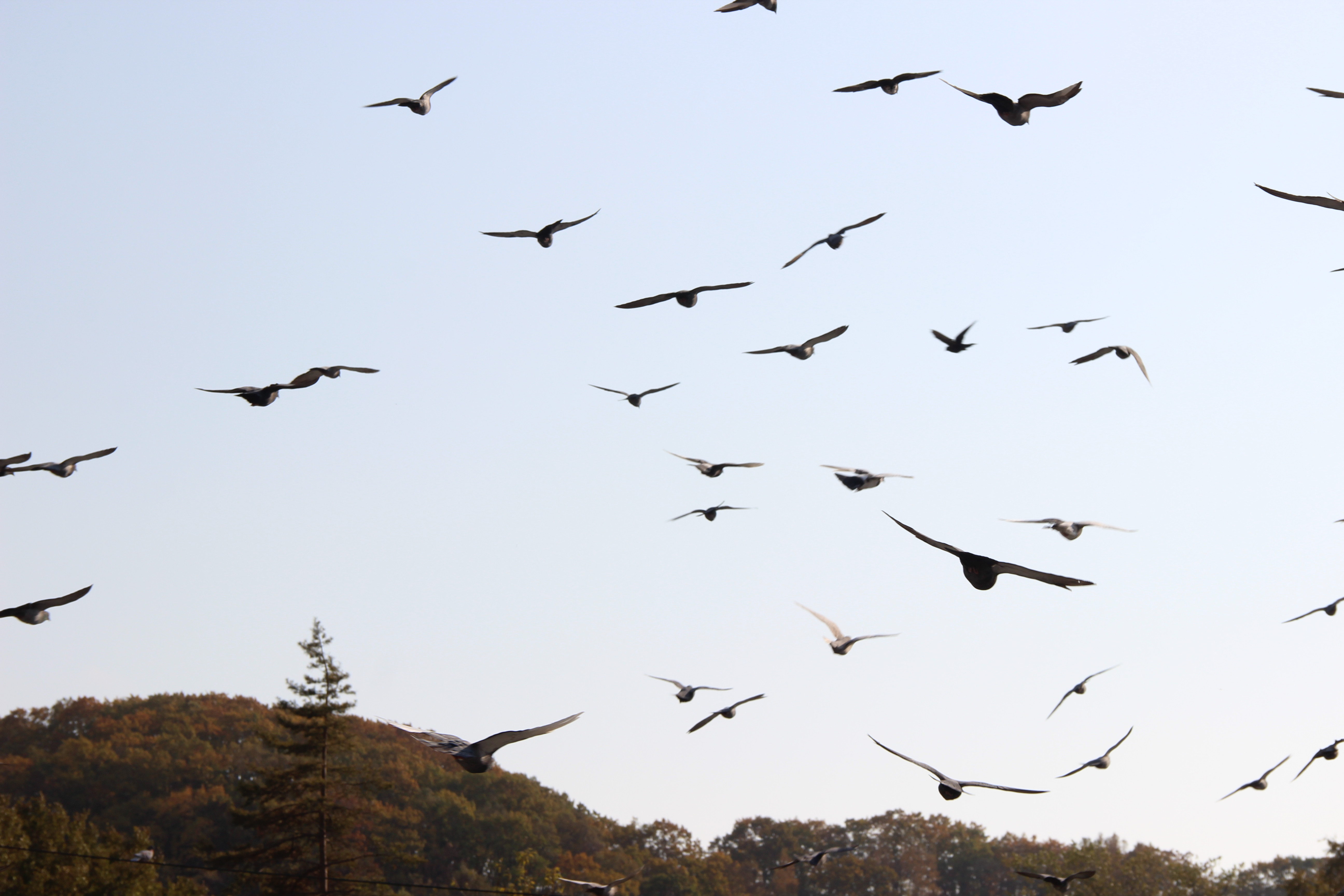 Пропавших в Приамурье детей помогают искать птицы
