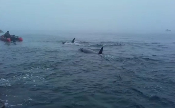 Семейство косаток спасли на Сахалине