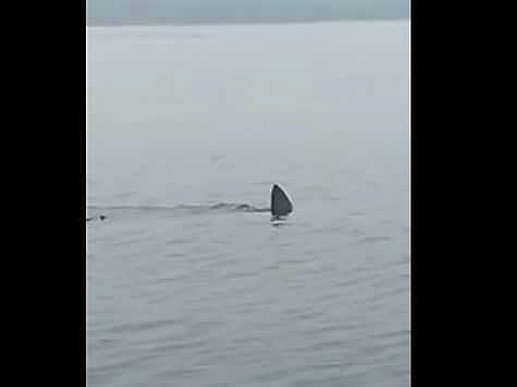 Хищные акулы в Приморье остались без присмотра