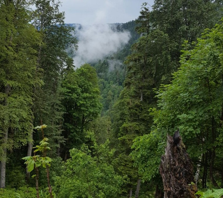 Женщина пропала в приморской тайге 