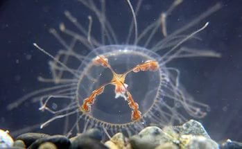 Жертв медуз становится больше