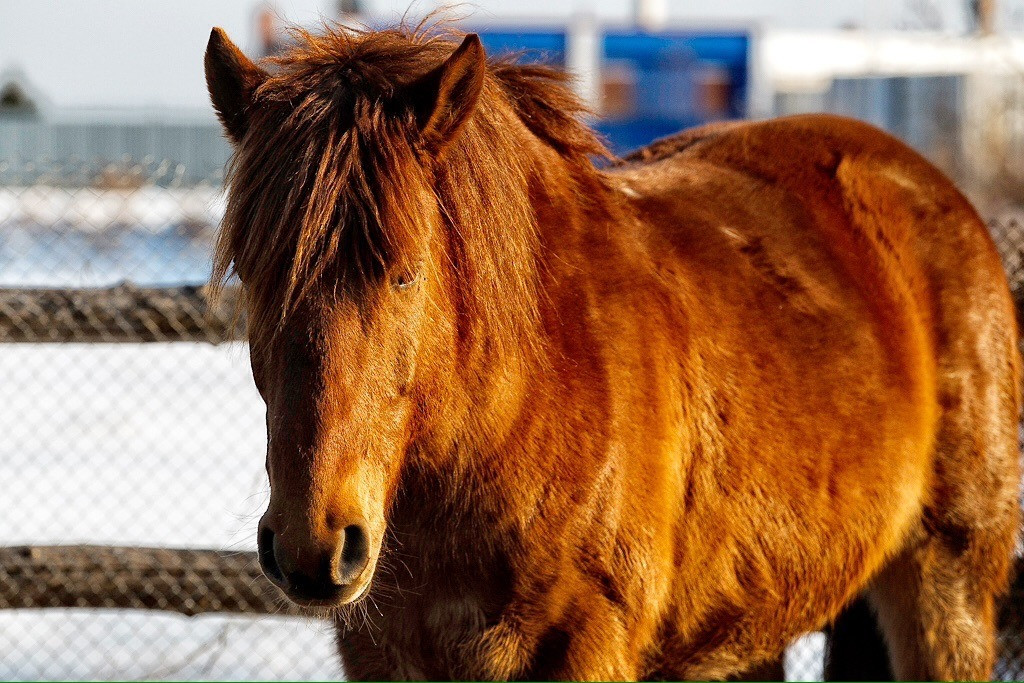 Лошадь на острове Путятина покусала уже двоих