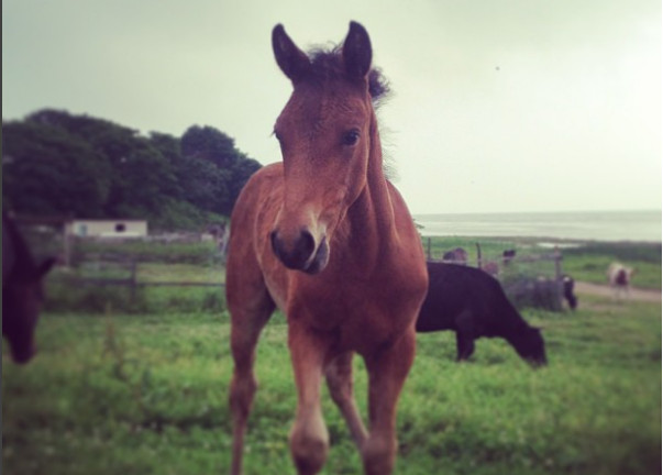 Голодные лошади атакуют приморцев 