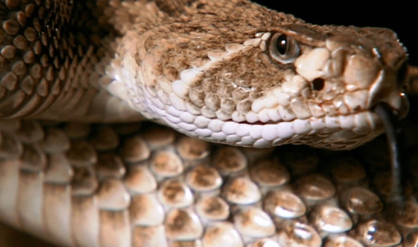 Ловят змей, рискуя жизнью, но экономя деньги