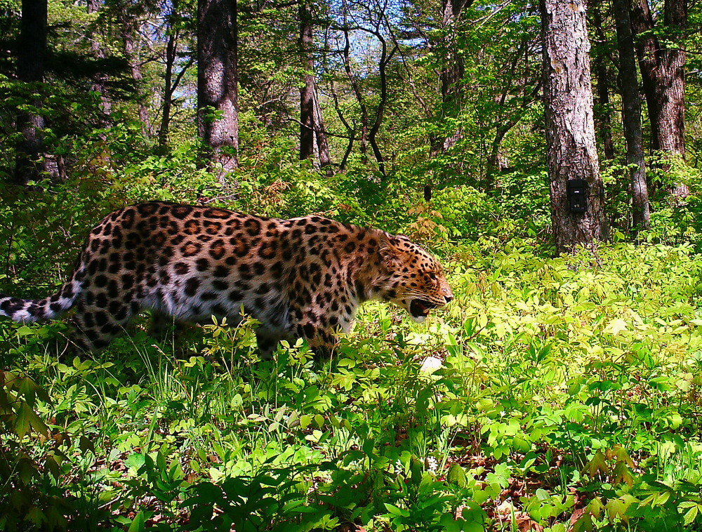 Около 700 человек «пробегут» в защиту кошечек на ВЭФ