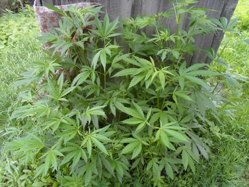 В борьбе с онкологией поможет марихуана