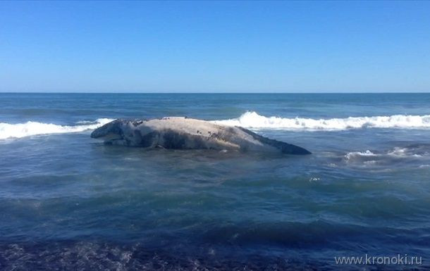 Обнаружено позвоночное-долгожитель