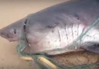 Акулы спасут от рака