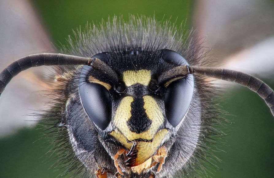 Спасатели отбили мужчину у ос 