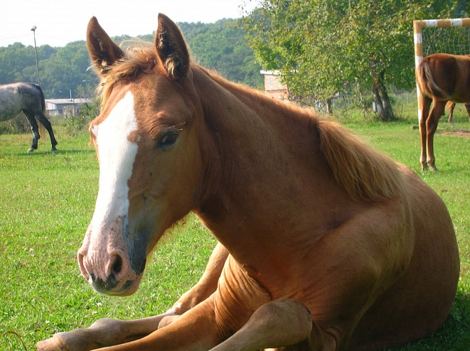 Нападение лошадей на острове: новые версии