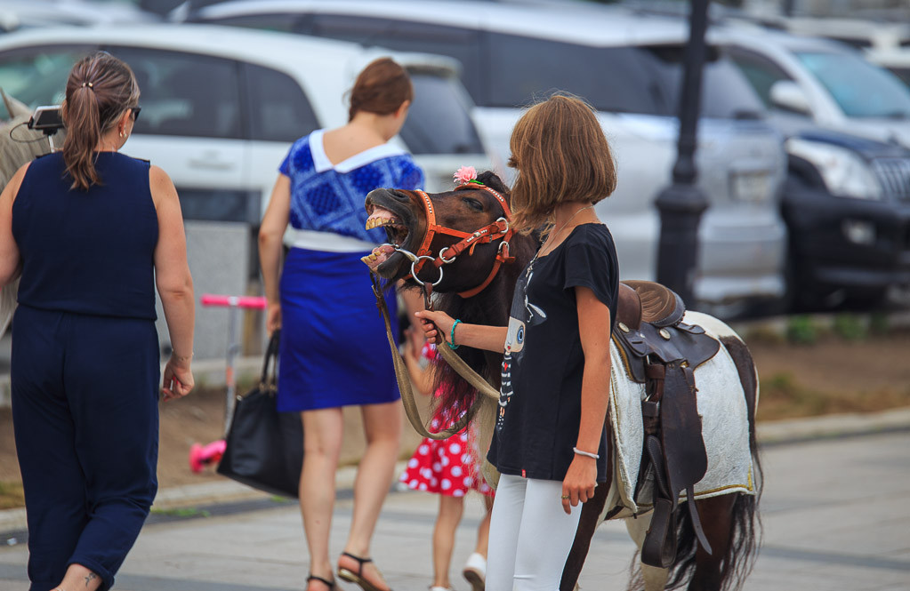 Лошадиная комиссия так и не доехала до Путятина