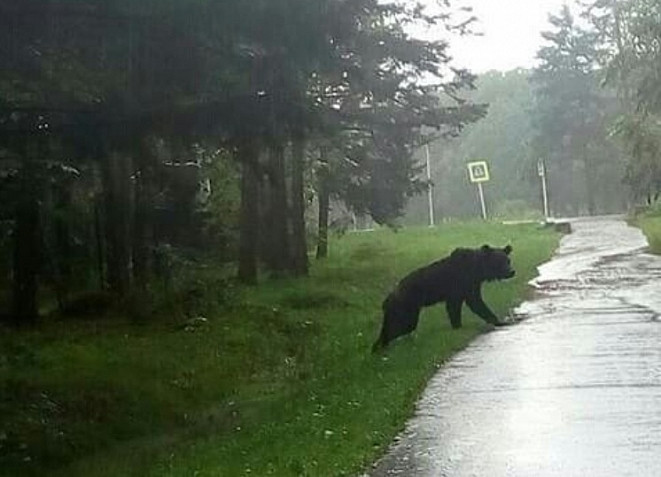 Голодный медведь пробрался в детский сад