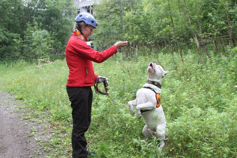 Четвероногие спасатели показали свое мастерство