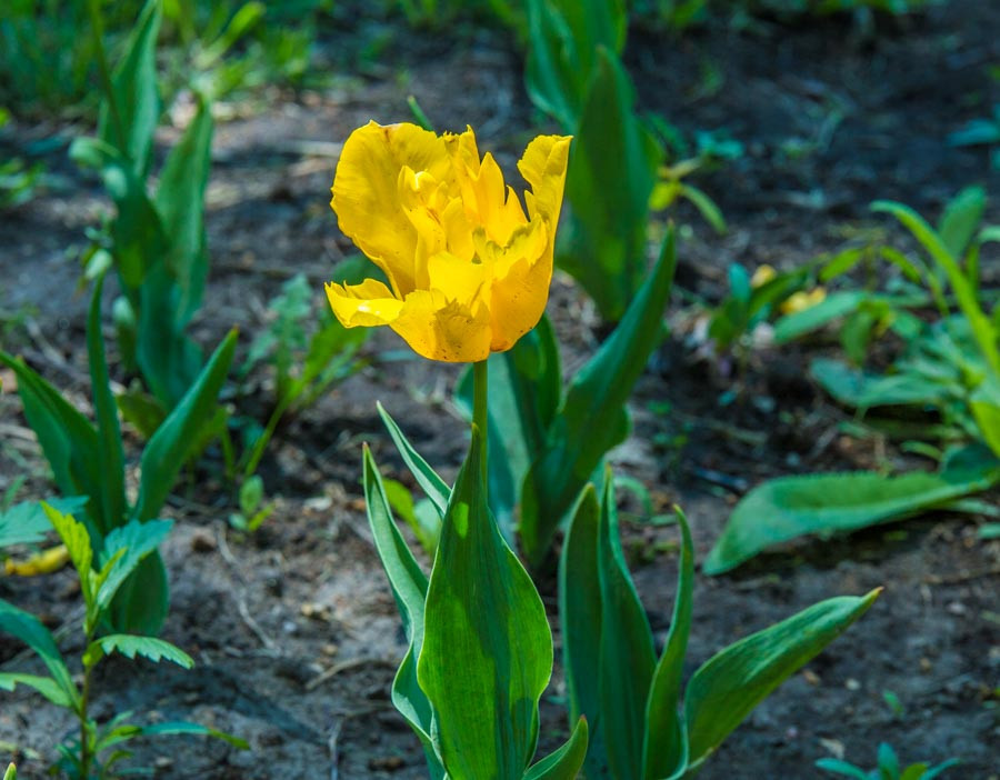 Секрет близнецов раскрыли ученые