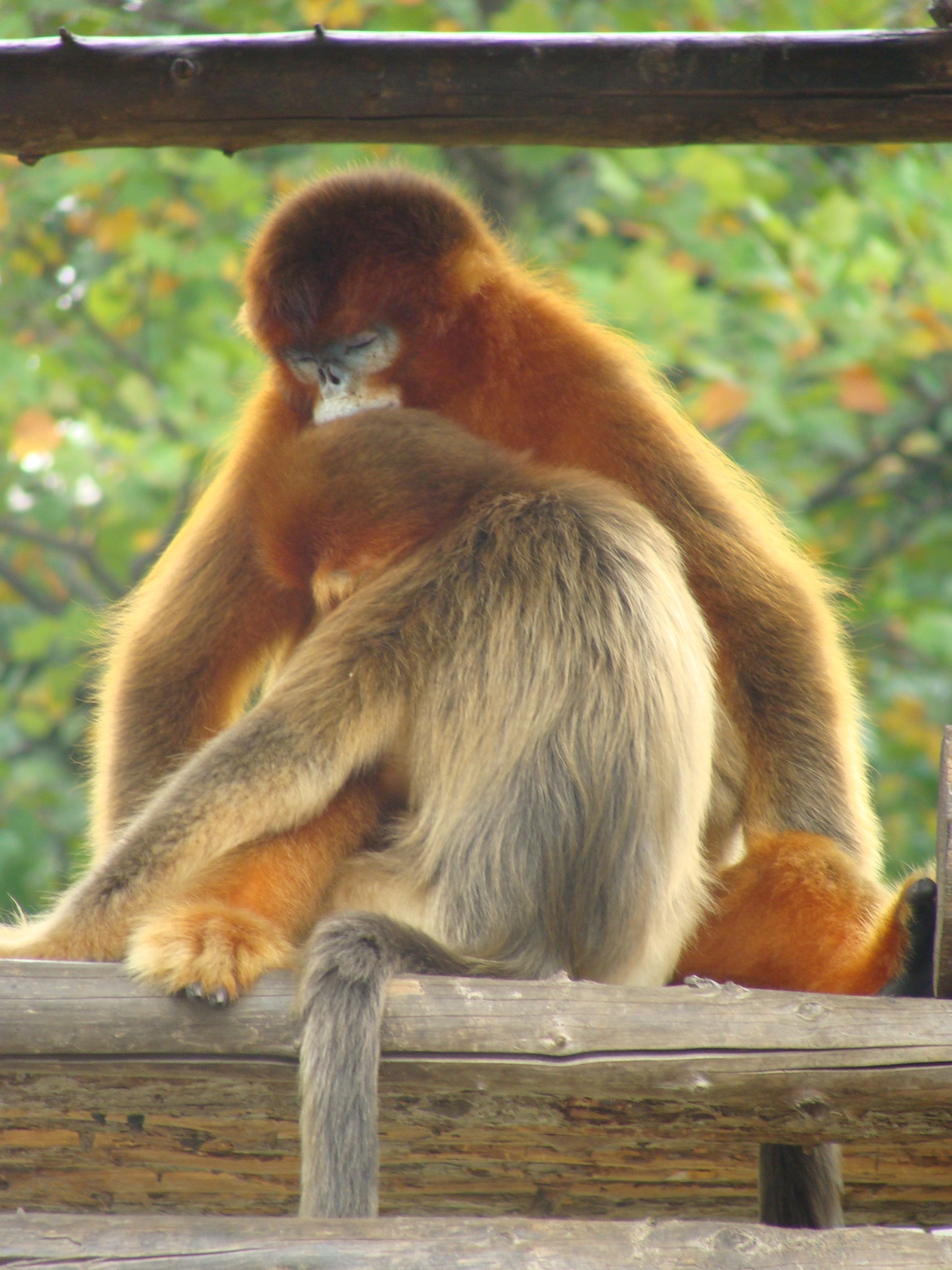 Общение с родственниками продлевает жизнь