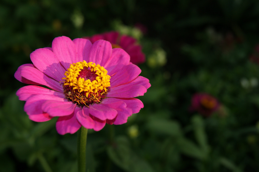 Аллергия – сбой иммунной системы 