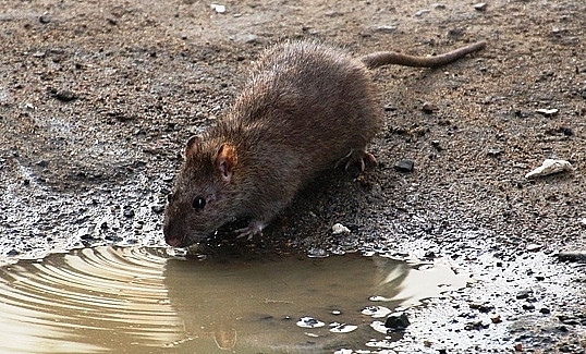 Владивосток ждет нашествие крыс