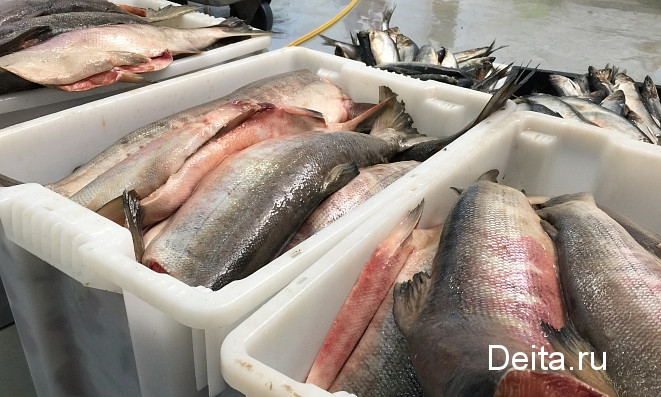  ﻿У браконьеров изъяли более 20 тонн рыбы