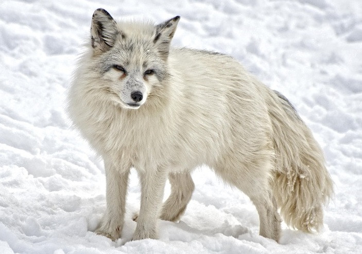На Чукотке пропадают песцы