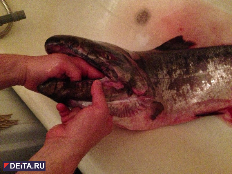 Браконьеров задержали за вылов краснокнижных рыб