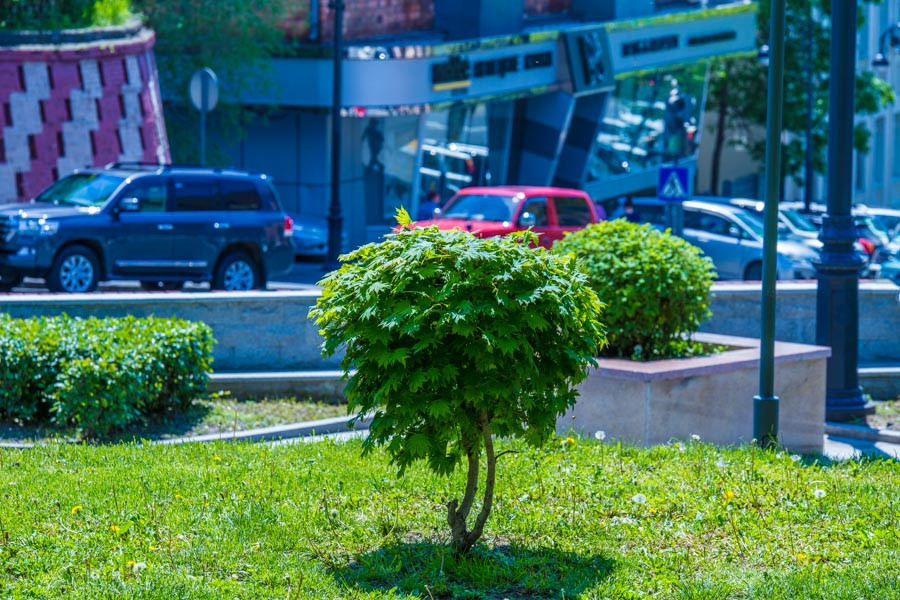 Амурские приставы вышли на борьбу с сорняками