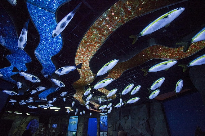 За сколько пустят в новый океанариум