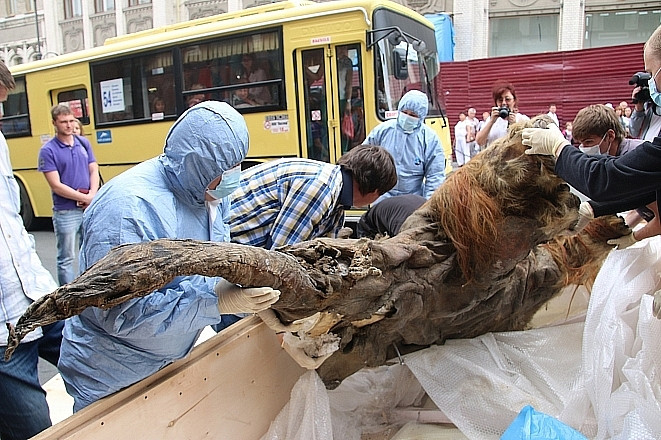 Китаец попал под статью за бивни