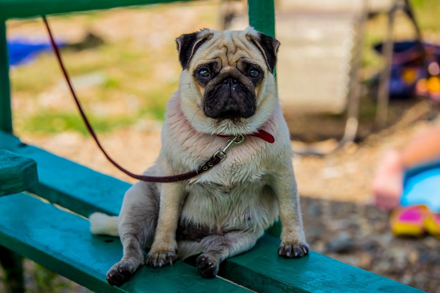 Владельцев собак заставят убирать за питомцами