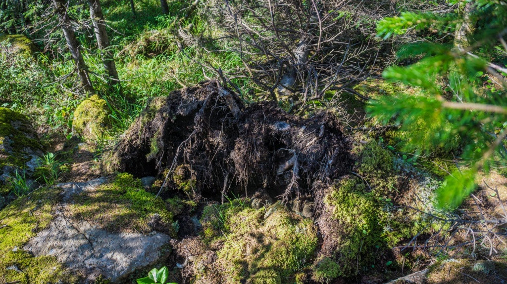 Спасатели неделю ищут грибника