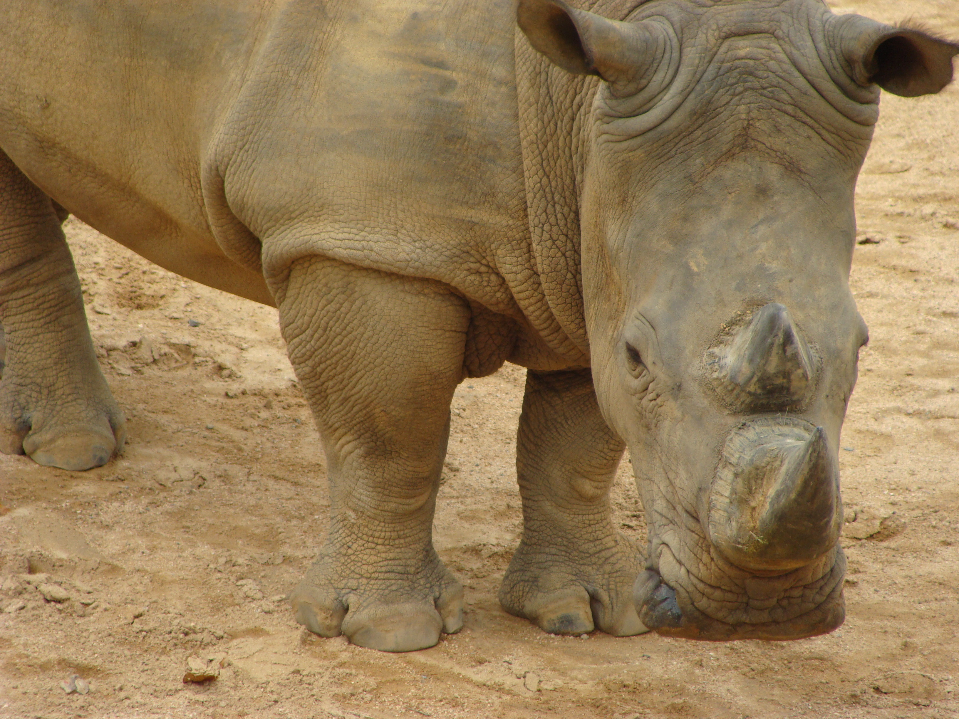 Китаец получит 7 лет за рога древнего носорога