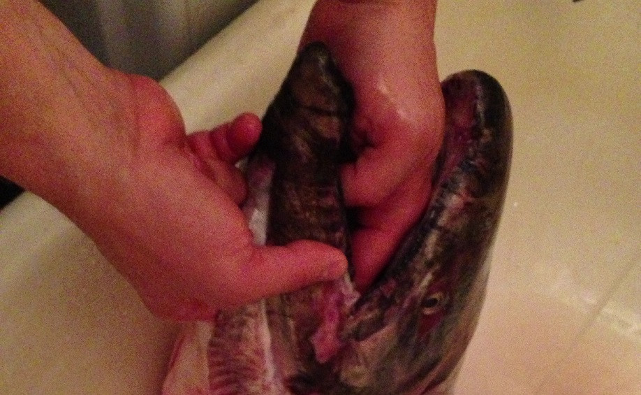 Горбуше не дают нереститься