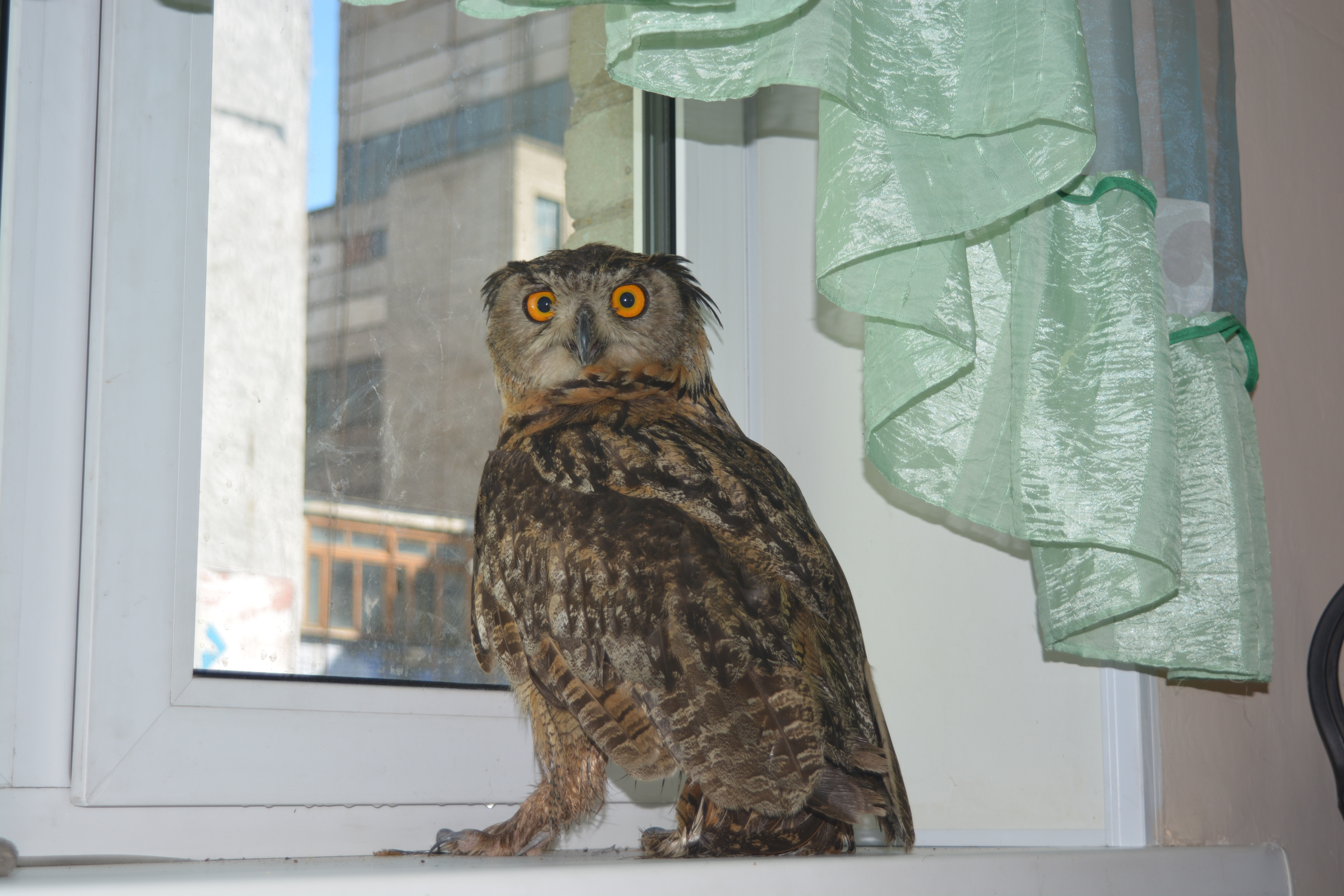 Энергетики спасли от гибели краснокнижного филина