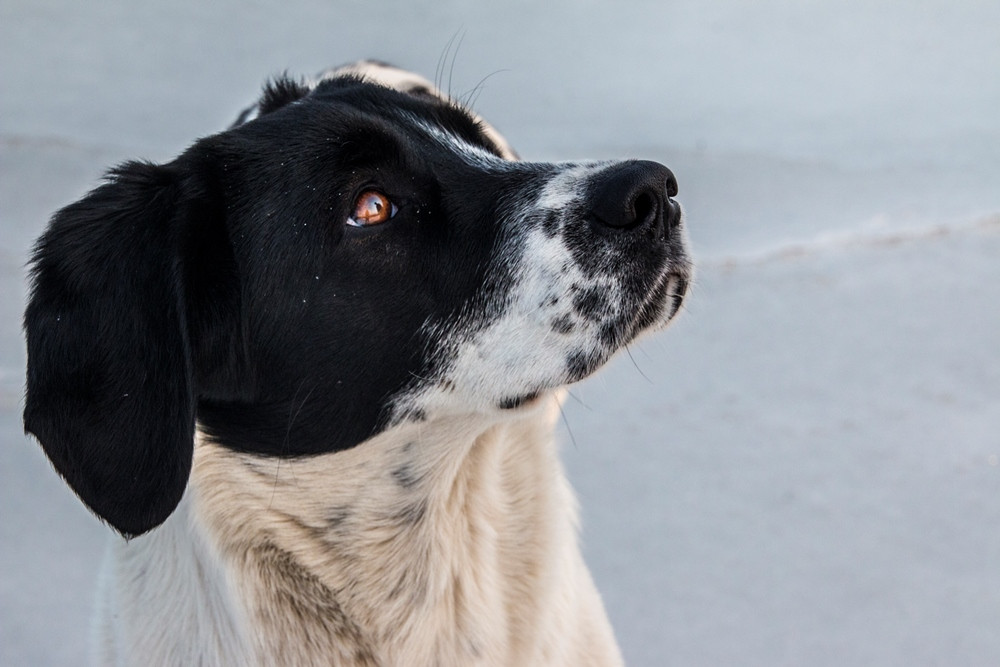 Собаки понимают речь человека