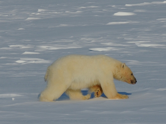 На Чукотке спасли белого медвежонка