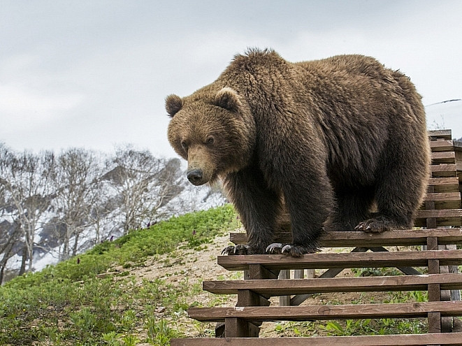Мужчина выжил после схватки с медведем 