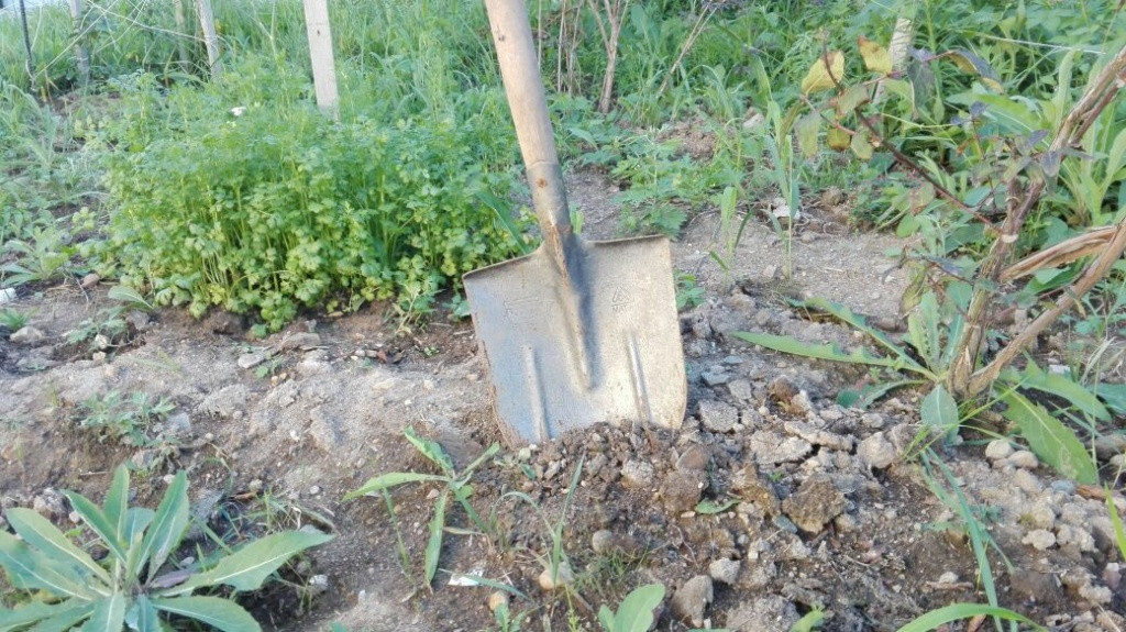 Во Владивостоке отпразднуют день садовода