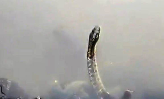 Вода выгнала змей к людям (видео)