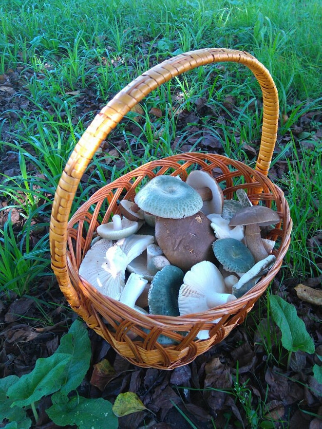 Пропавшую на Камчатке женщину ищут с собаками