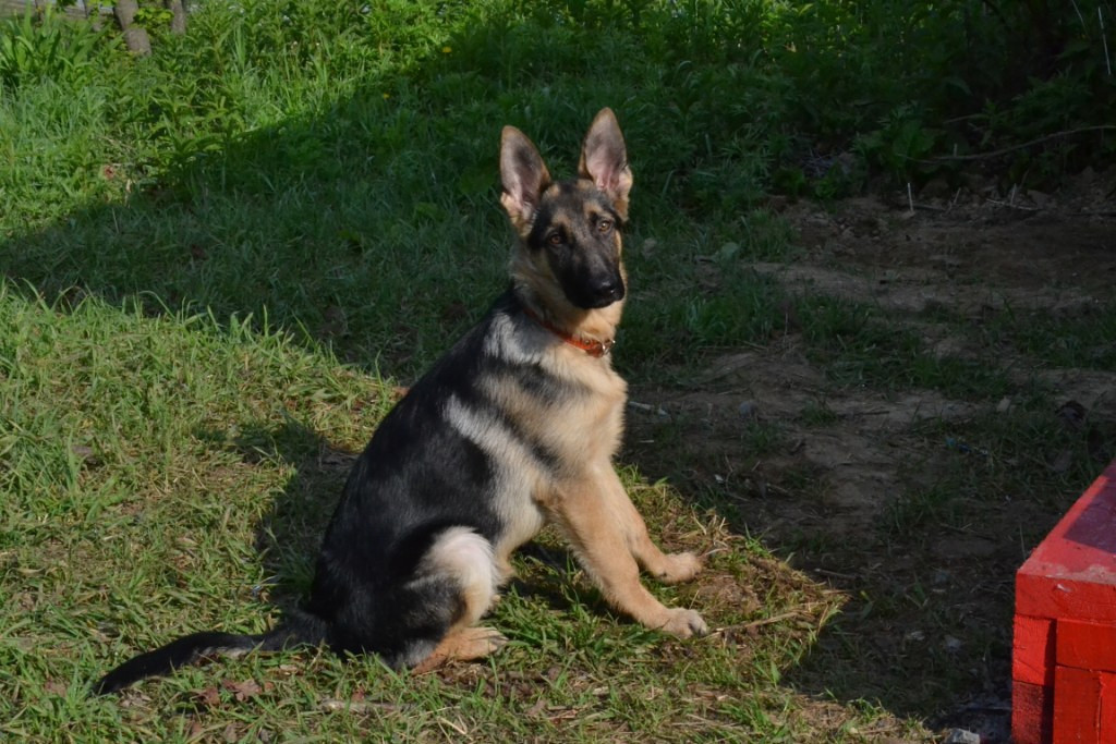 Пропавшего ребенка искали с собаками