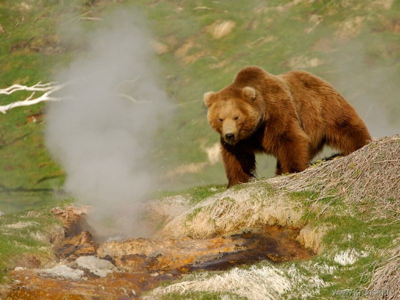 Схватка медведя и грибника в Кировском районе Приморья