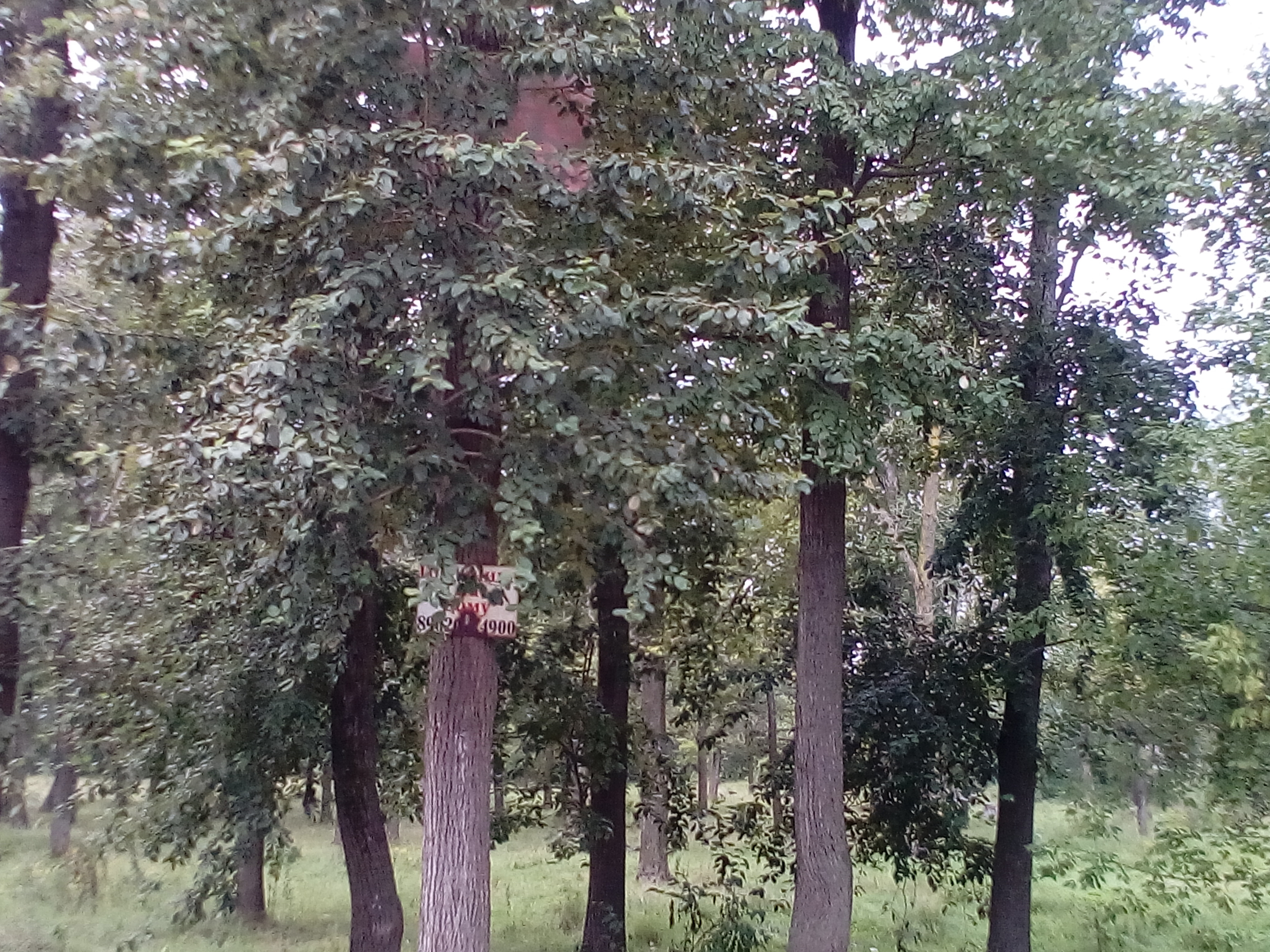 Дети пропали в лесу